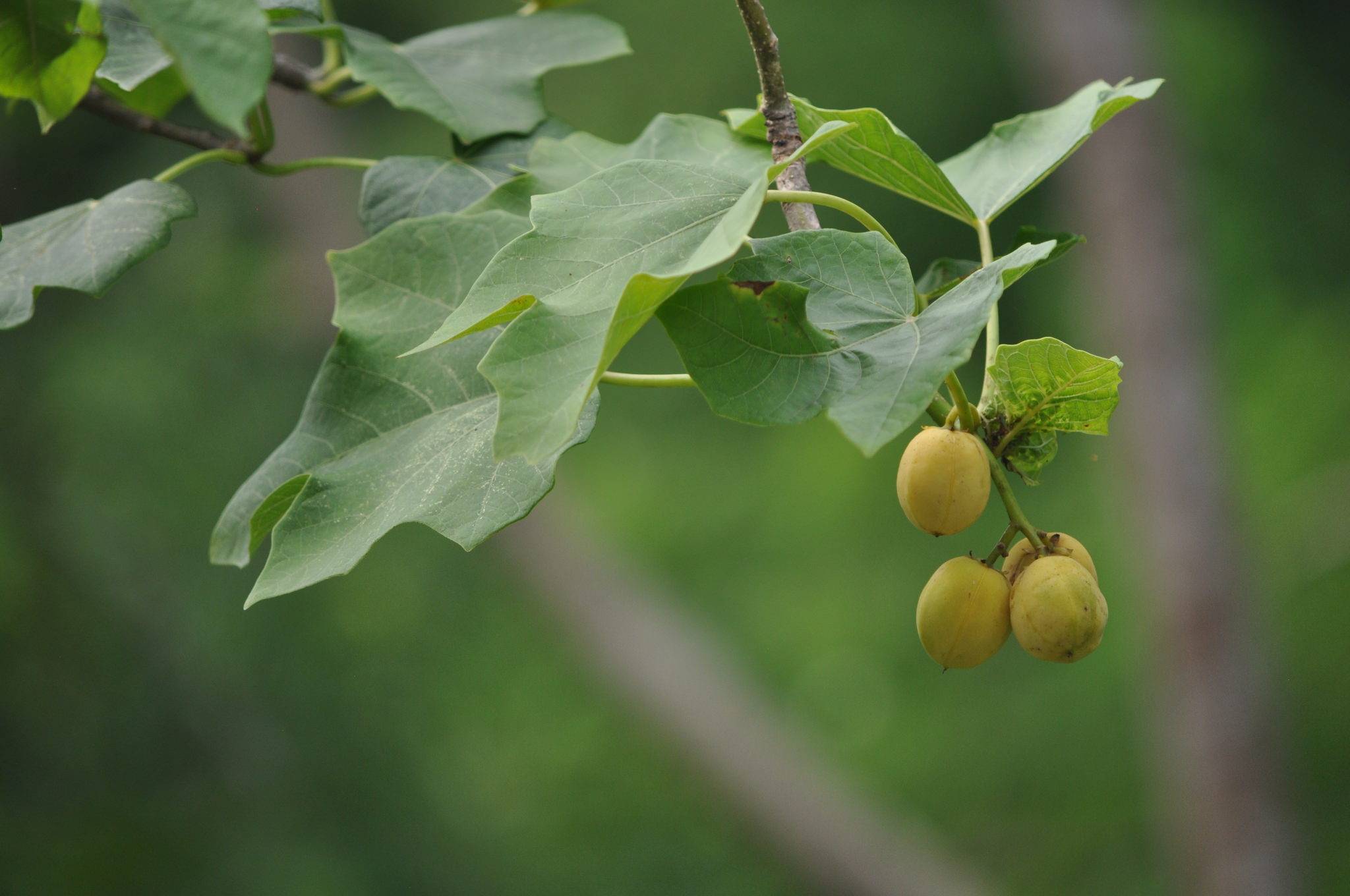 Jatropha curcas